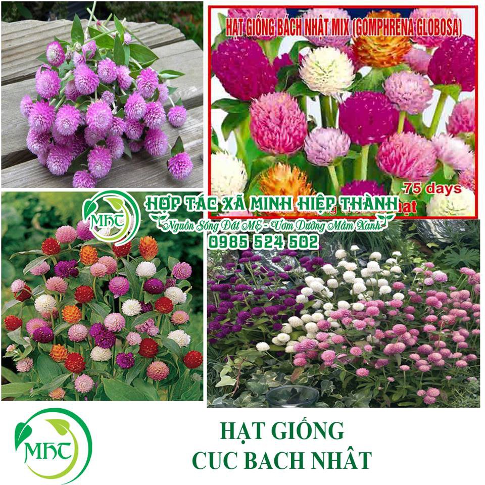 Hạt giống hoa cúc bách nhật