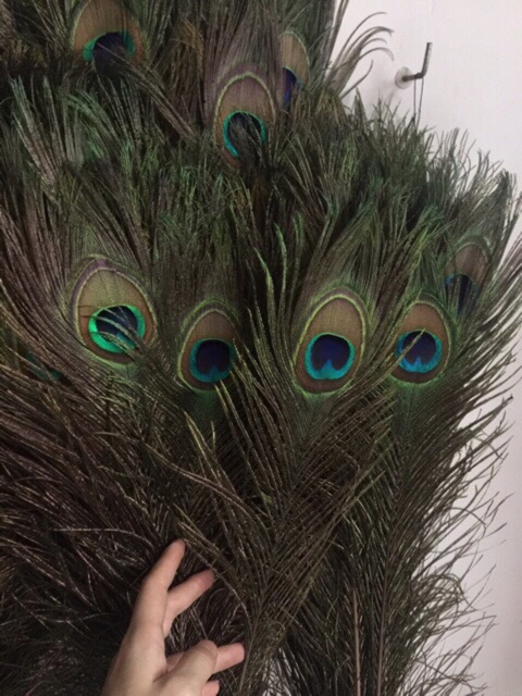 Lông công phong thủy~60cm-LOẠI 1 mắt 4-6cm | BigBuy360 - bigbuy360.vn