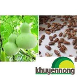 100 HẠT GIỐNG BẦU HỒ LÔ CAO SẢN  F1