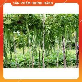 HẠT GIỐNG LẶC LÀY CAO SẢN GÓI 2 GRAM