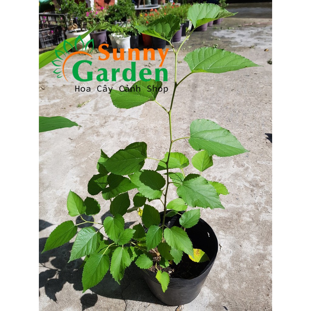 Cây Giống Dâu Tằm - Cây Dược Liệu