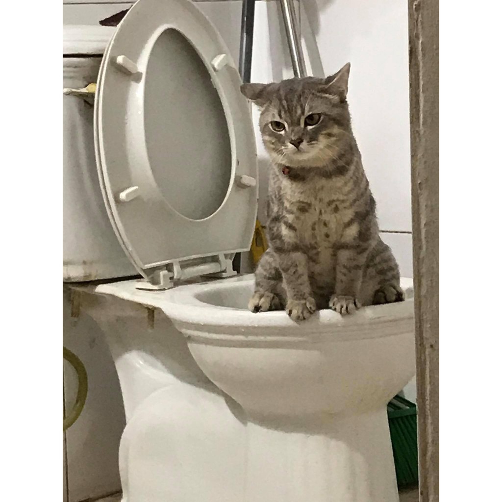 Cát dành riêng dạy mèo đi vệ sinh trong bồn cầu chống tắc toilet