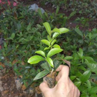 combo 5 caygiong Mộc hương  hoa thơm nức
