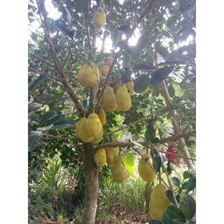 Mít ruột đỏ Indo