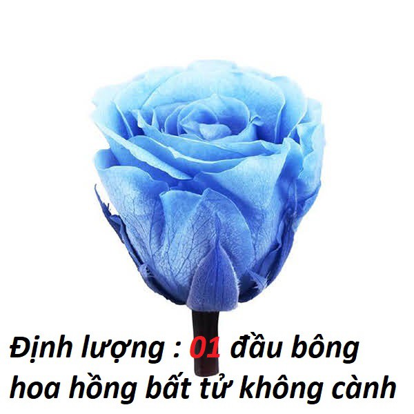 Hoa Hồng Tươi Bất Tử - Hoa Hồng vĩnh cửu - hoa hồng Tự nhiên ướp màu bền trên 5 năm- Hoa khô nguyên liệu trang trí