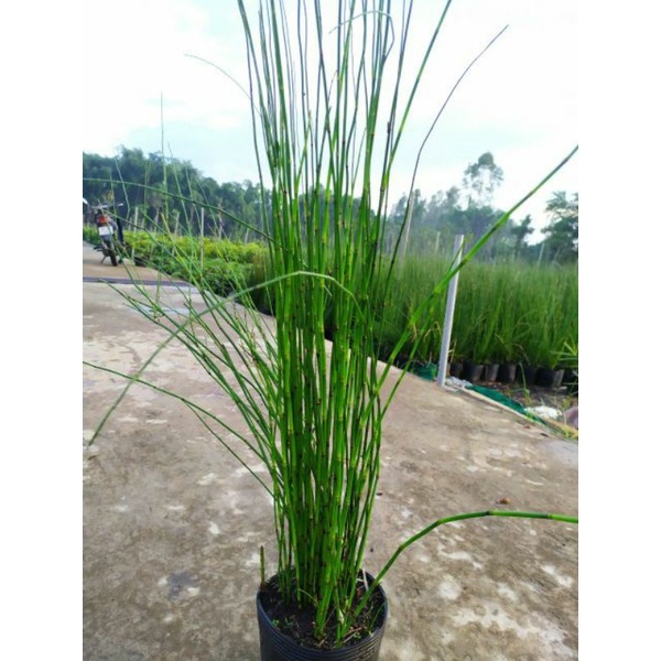 Thiền trúc ko lá