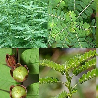 Hạt Giống Diệp Hạ Châu Đắng - (Cây Dược Liệu )-hg10