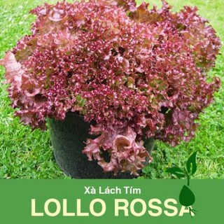 2 Gram Hạt Giống Xà Lách Lollo Rossa Tím