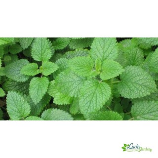 0.1g hạt giống húng chanh xtra