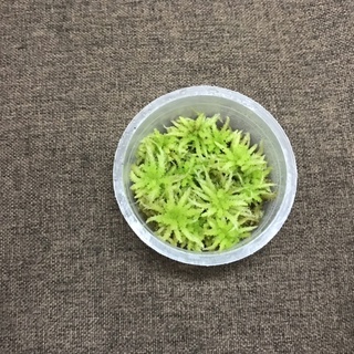 Hộp dớn Lescuri 6,8cm x3cm