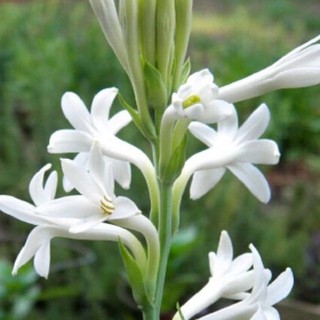 củ hoa huệ ta màu trắng huệ cánh đơn thơm