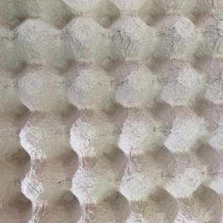 vỉ trứng gà (set/10 cái)