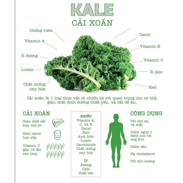 Bột cải xoăn Kale sấy lạnh nguyên chất Dalahouse, công nghệ sấy lạnh tiêu chuẩn Châu Âu