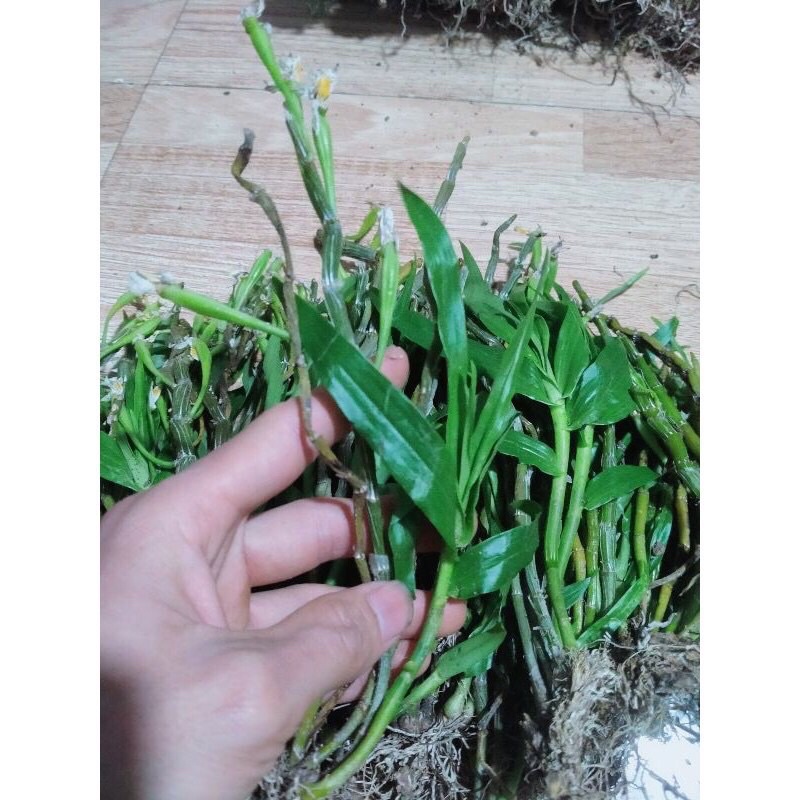 Hoa lan Long tu Chơi Tết 1 khóm)