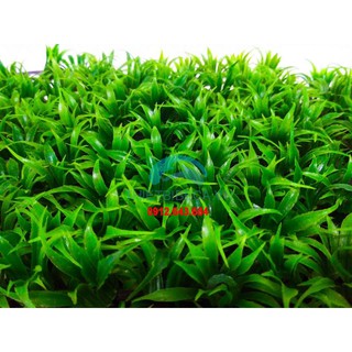 Combo 2 Tấm Thảm Cỏ Thìa Kích Thước 25x25cm Trang Trí Bể Cá Sân Vườn