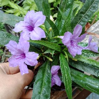 Cây dạ yến thảo mê xi cô lùn