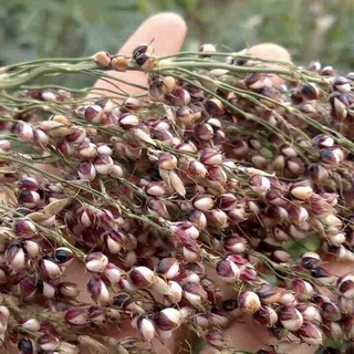 Hạt ý dĩ ( hạt bo bo) ngon