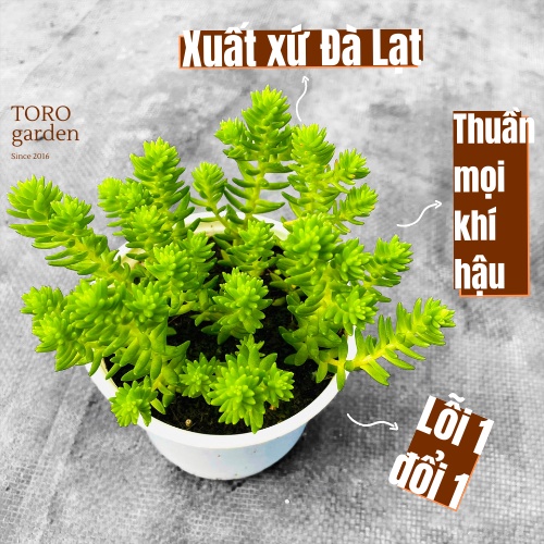 Sen đá sedum rong biển Đà Lạt size trung bình cây cảnh trang trí nhà cửa Toro garden