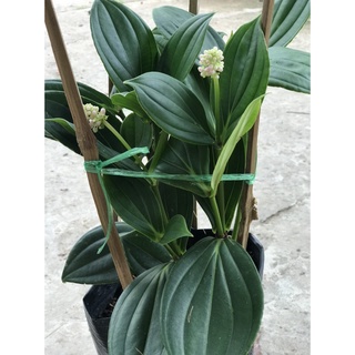 Caykiengsadec Hòn ngọc viễn đông