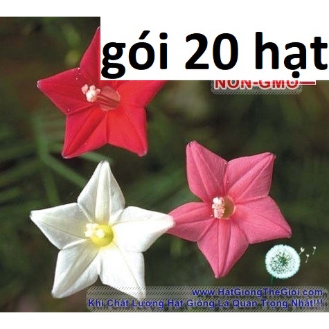 20h Hạt Giống Hoa Tóc Tiên Leo Mix Màu