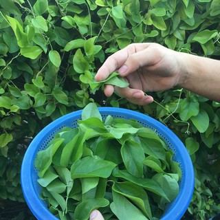 Hạt Giống Sương Sâm