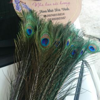 Lông công tự nhiên size vừa 70 - 80cm