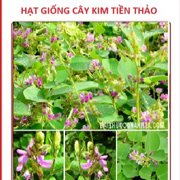 Hạt giống Kim tiền thảo ( cây dược liệu ) gói 50 hạt