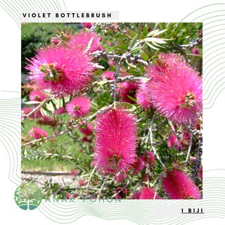 Hạt giống - hoa cọ chai hoa violet cọ chai màu tím hạt giống - nhập khẩu 20h