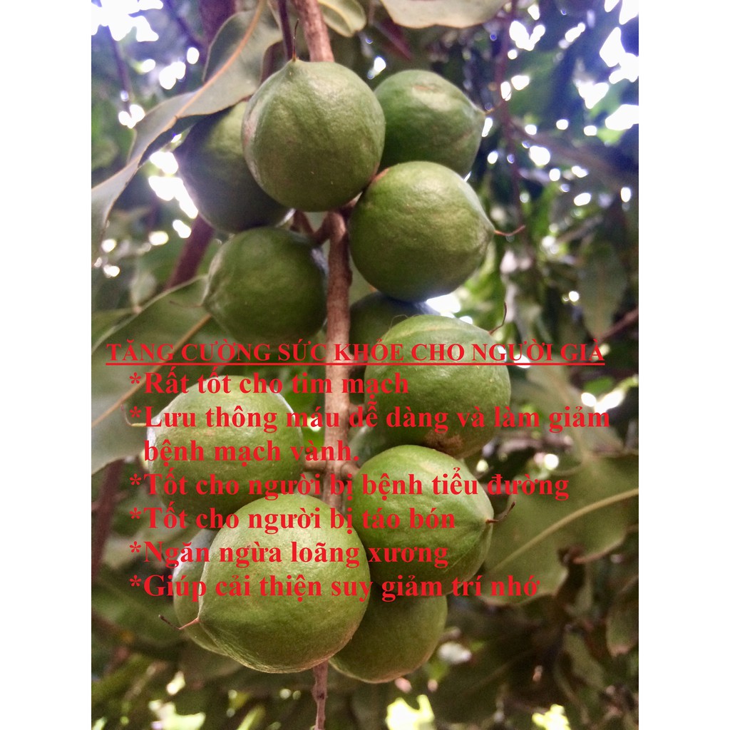 500g Hạt MACCA (Mắc ca) SẤY LẠNH Size Lớn 23-27mm | BigBuy360 - bigbuy360.vn
