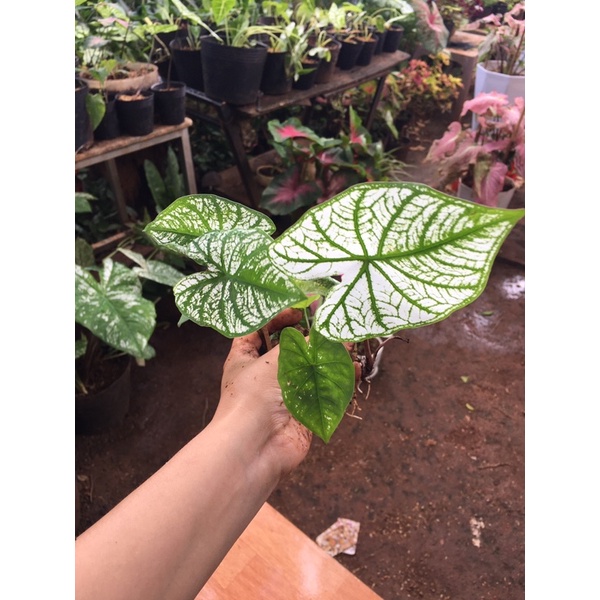 củ môn trắng