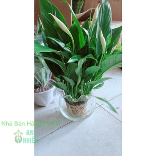Chậu Cây Lan Ý Thủy Sinh
