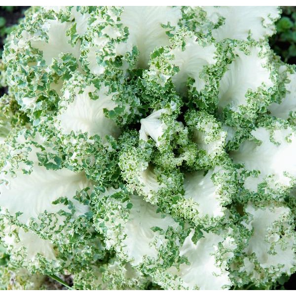 [ Siêu Hạt Giống ] Hạt Giống Kale Casper - Kale Thủy Tinh F1 Nhập khẩu Mỹ - 30 Hạt