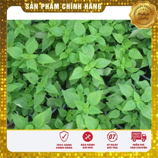 Bộ gói hạt giống Kinh giới