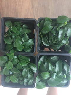 Cây thủy sinh