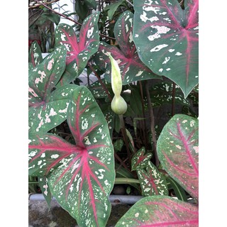 Củ giống môn đóm đỏ 22k/2 củ