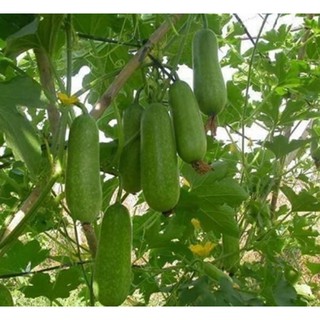 HẠT GIỐNG BÍ ĐAO CHANH THÁI LAN