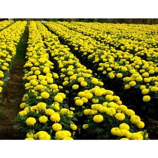 200 HẠT GIỐNG VẠN THỌ VÀNG BÔNG TO CAO 65-70 CM