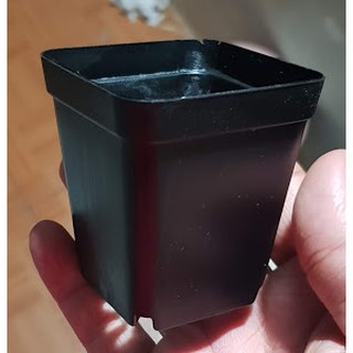 Chậu nhựa vuông đen 5x5