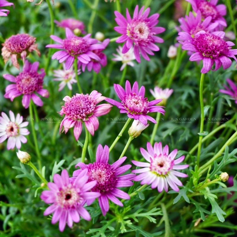 Cây Hoa Cúc Hoạ Mi Thân Gỗ, Cúc Trường Thọ, Cúc Vạn Niên Kèm Hướng Dẫn Cách Chăm Sóc - Jun Garden