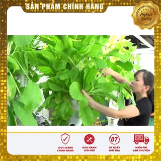 Hạt giống cải bẹ vàng Hà Giang