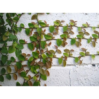 VẢY ỐC BÁM TƯỜNG