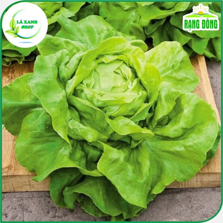 Hạt Giống Rau Xà Lách Búp Dễ Trồng, Kháng Bệnh Tốt (gói 5 gr) - Hạt giống Rạng Đông