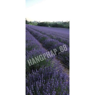 Hoa Lavender _ Oải hương Pháp