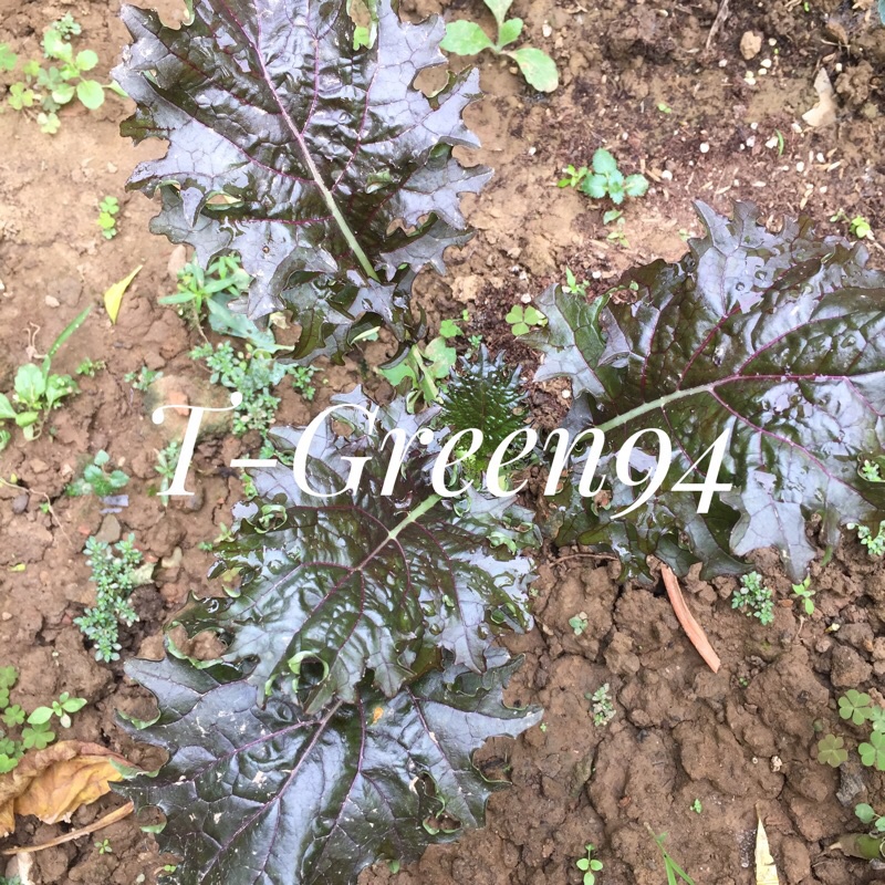 50 hạt giống kale Kx-1