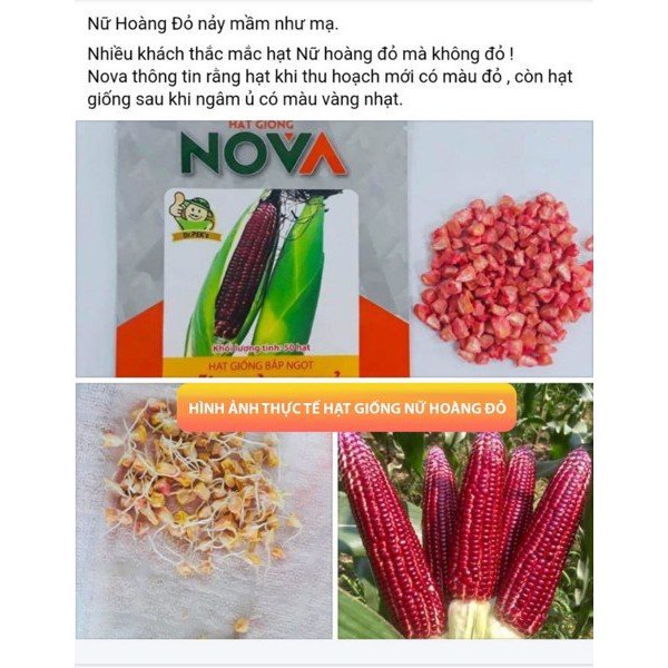 Gói 50 hạt giống bắp NỮ HOÀNG ĐỎ NOVA chĩnh hãng Novaseed ăn sống, giàu dinh dưỡng, chịu nhiệt tốt và cực dễ trồng