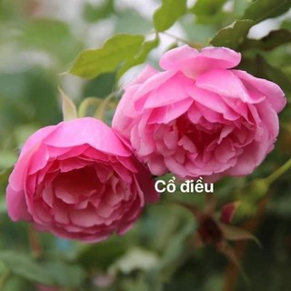 combo 10 cành chiết hồng cổ