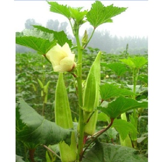 Hạt giống đậu bắp cao sản kns1069 - gói 10gram