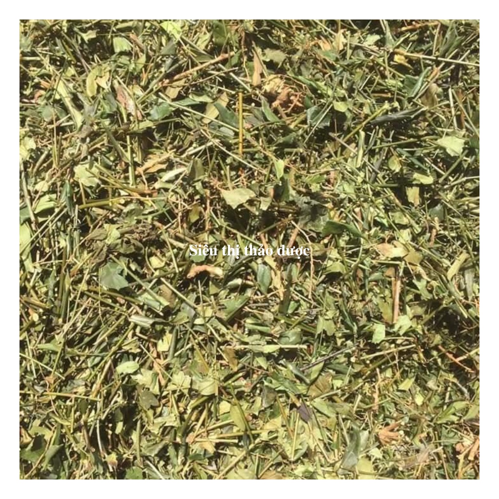 Chè Vằng Lá Sẻ Hàng Chất Lượng Mới, Sạch Giúp Lợi Sữa, Giảm Cân Túi  1Kg | BigBuy360 - bigbuy360.vn