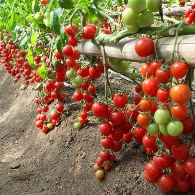 50 Hạt giống cà chua bi chùm đỏ leo