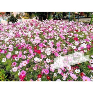 Hạt giống hoa sao nhái mi màu